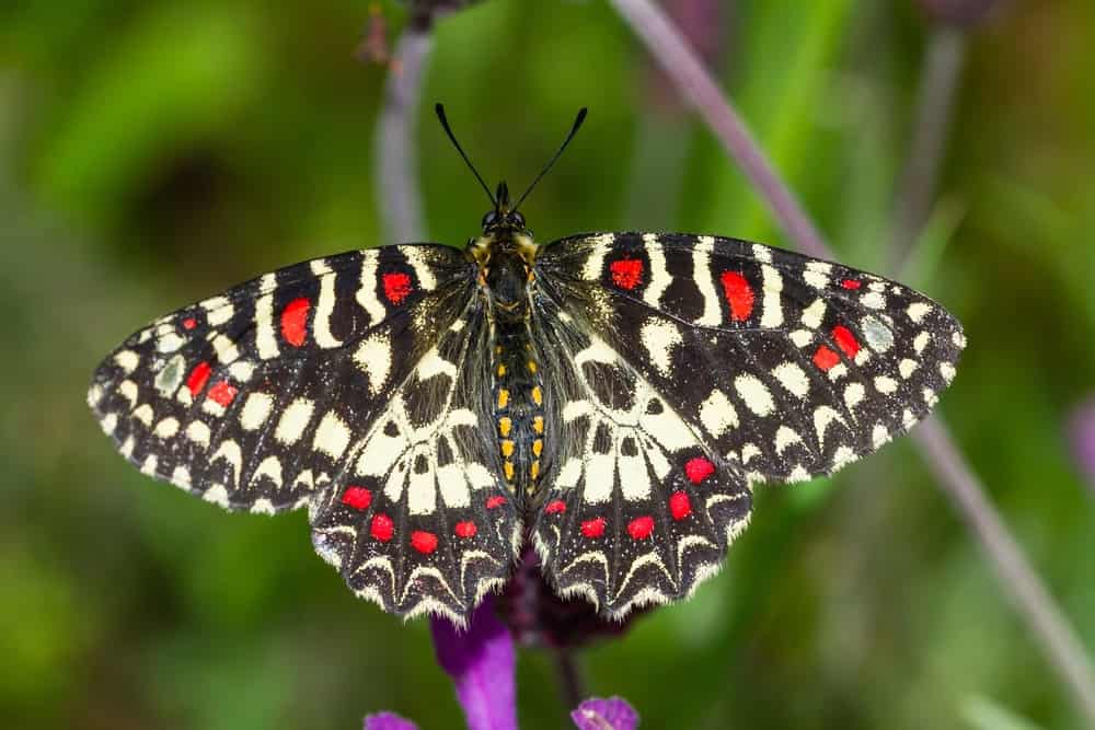 Spanish festoon