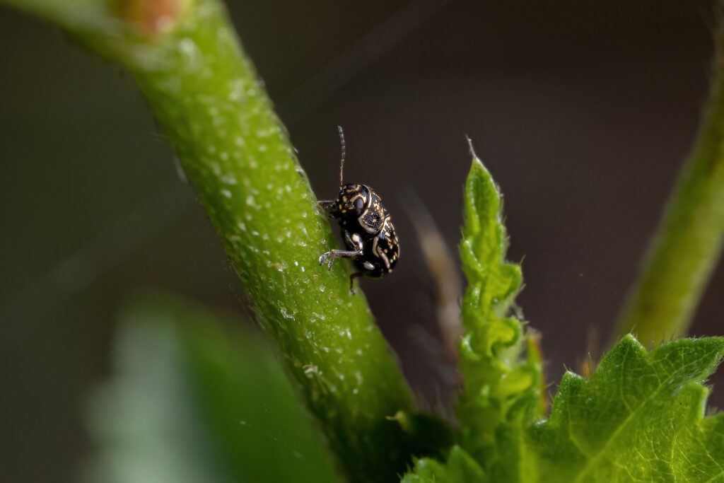 Small Scriptured Leaf Beetle of the Genus Pachybrachis