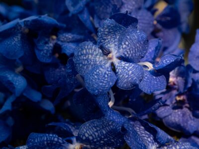 A 3 Types Of Blue Orchids