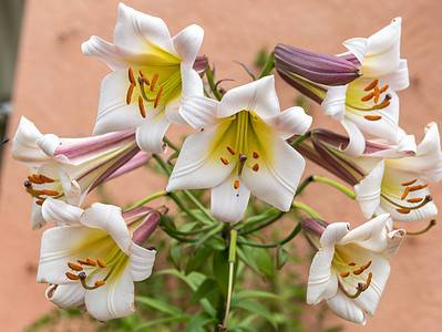 A 10 Fun and Amazing Facts That Make Lilies Unlike Any Other Flower