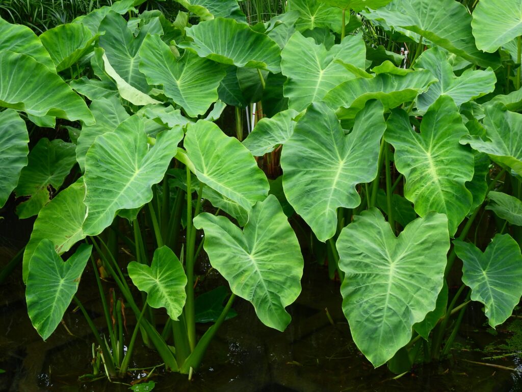 Elephant ear ( Colocasia esculenta (L.) Schott ) in the pond, Cocoyam - Dasheen - Eddoe - Japanese taro