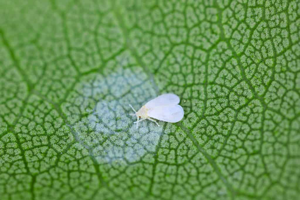 California Battling Invasive Insect With Sterile Fruit Flies