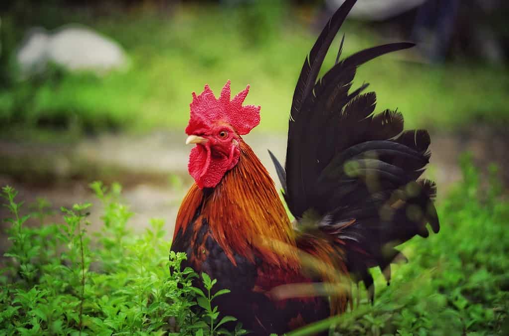 japanese bantam in the garden