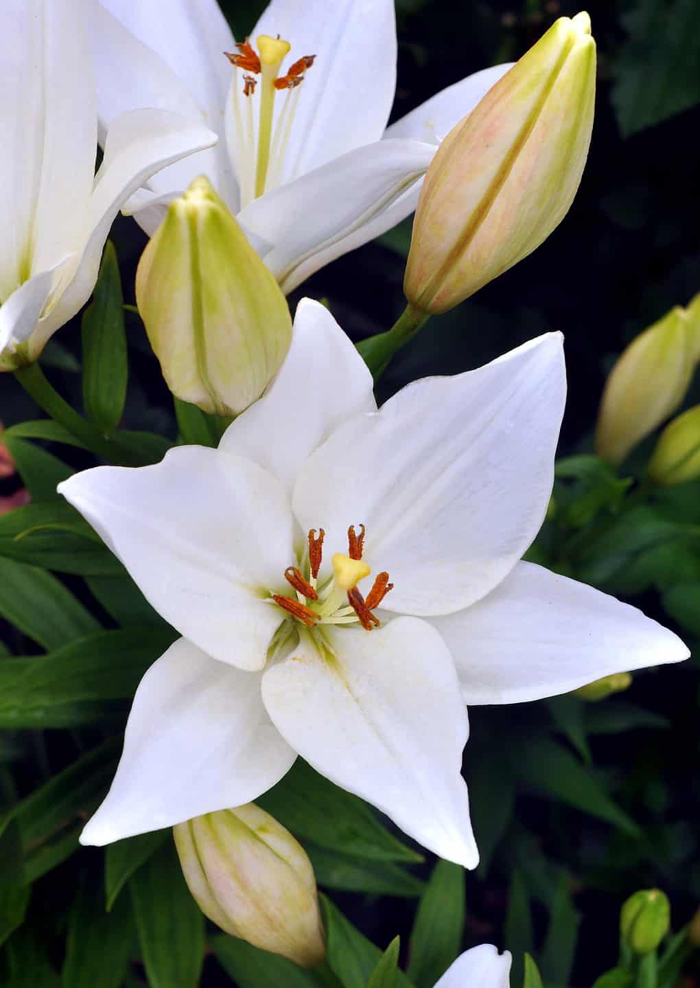 24 Types Of White Lilies