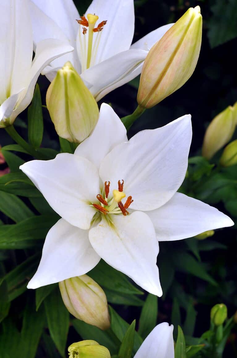 24 Types Of White Lilies