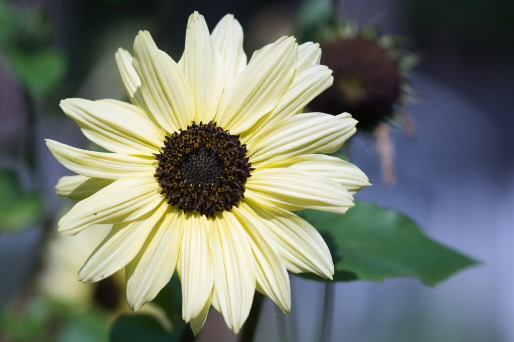 Italian white sunflower
