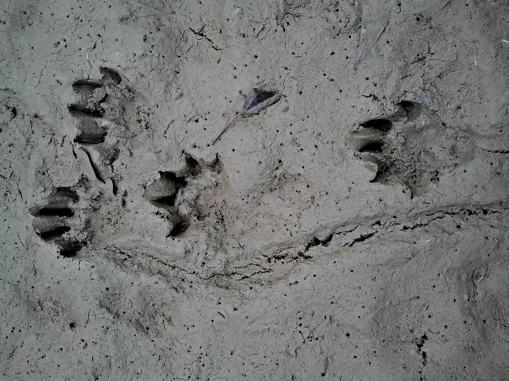 otter tracks in mud