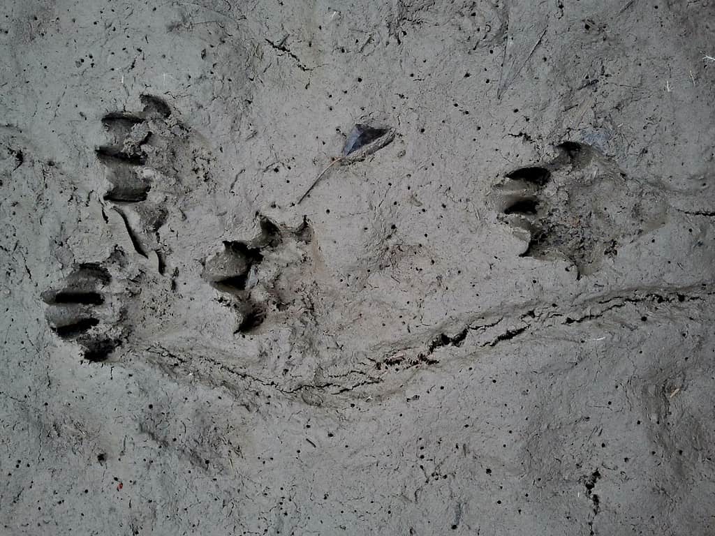 Identify Animal Tracks In Your Backyard & Beyond… - Childhood By Nature