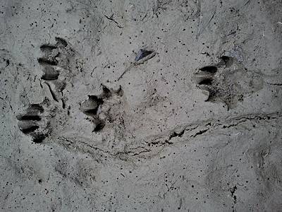 Otter Tracks: Identification Guide for Snow, Mud, and More - A-Z Animals