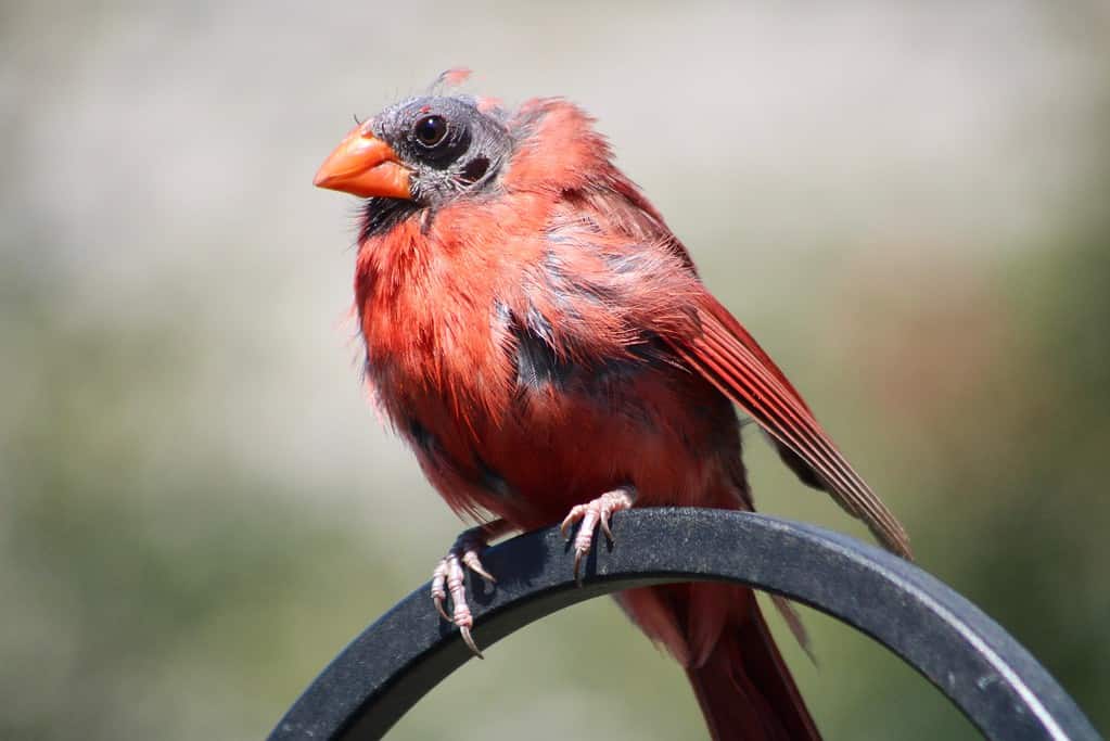 A male cardinal that is molting its Summer plumage. The songbird's crest and vibrant red feathers have fallen off leaving behind a bald, black skinned scalp. The bird is vertical in the center frame, facing left. 
