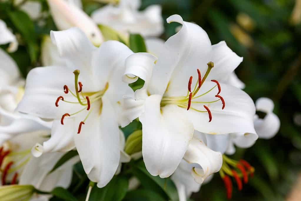 white oriental lilies