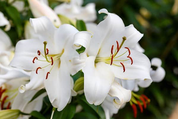 24 Types Of White Lilies