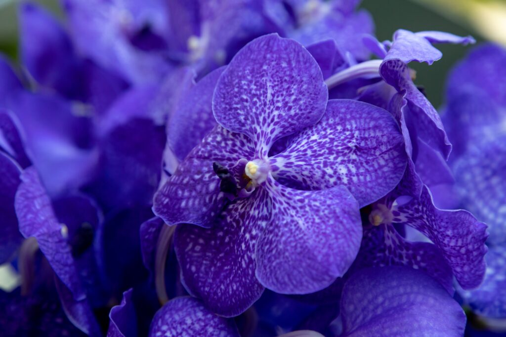 Dark blue orchids Vanda coerulea, blue vanda