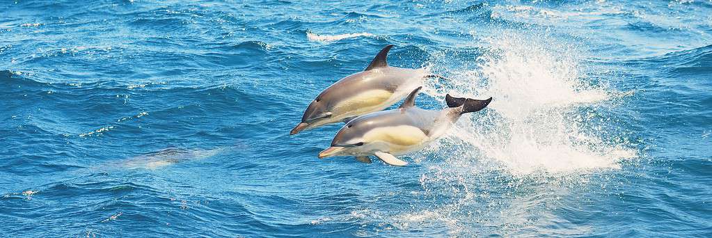 Two dolphins jumping in the Mediterranean sea on a clear day, the striped dolphin (Stenella coeruleoalba) close-up. Waves and water splashes. A view from the sailing boat. Spain