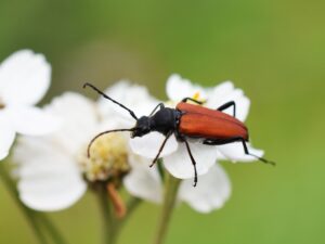 Ten Beetles Native to Virginia Picture