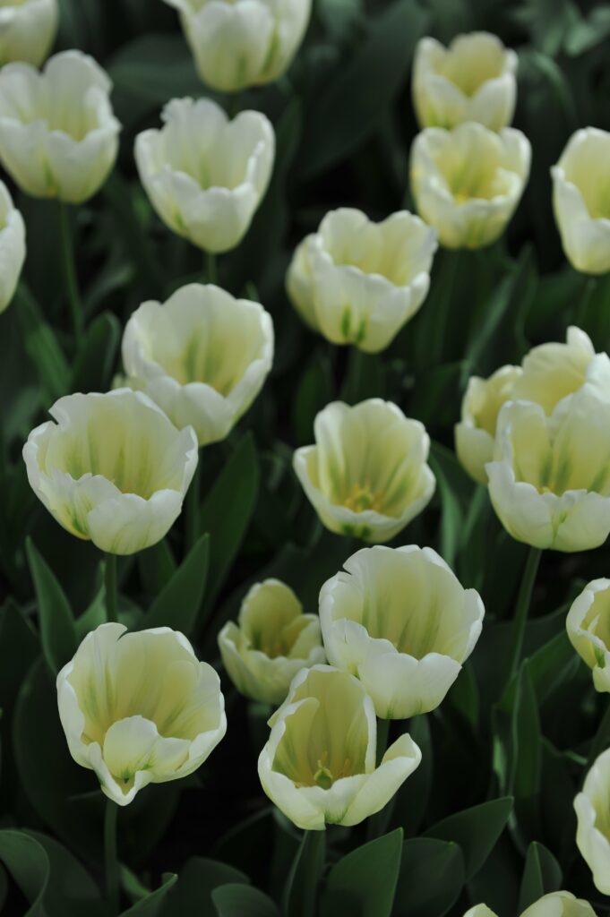 Green spirit tulips
