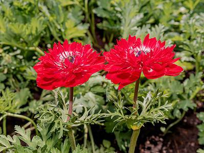 A 13 Types of Red Anemones