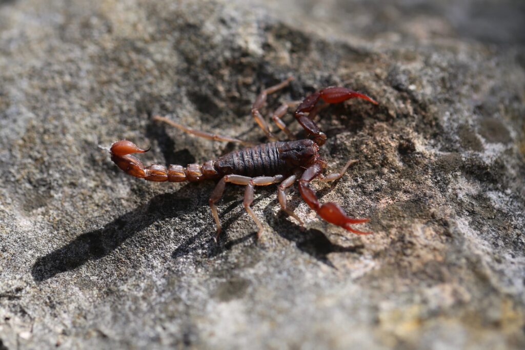 Texas cave scorpion on grey rock. Isolated closeup. pseudouroctonus reddelli