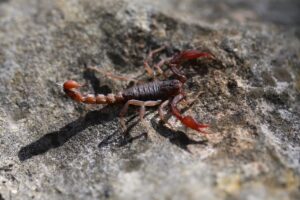 The 18 Scorpions in Texas: Are they Dangerous? Picture