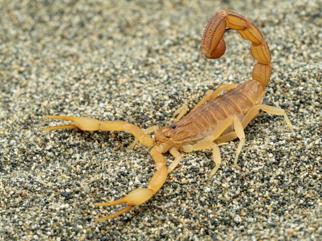 Side view of a highly venomous Indian red scorpion (Hottentotta tamulus) on sand