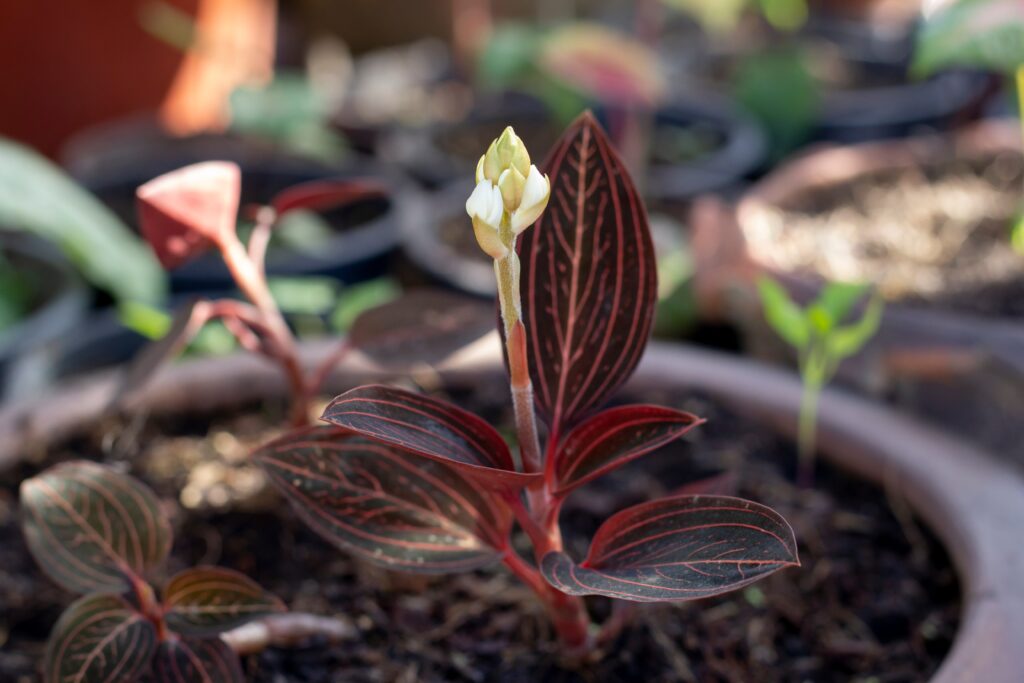 Jewel orchids produce stunning foliage