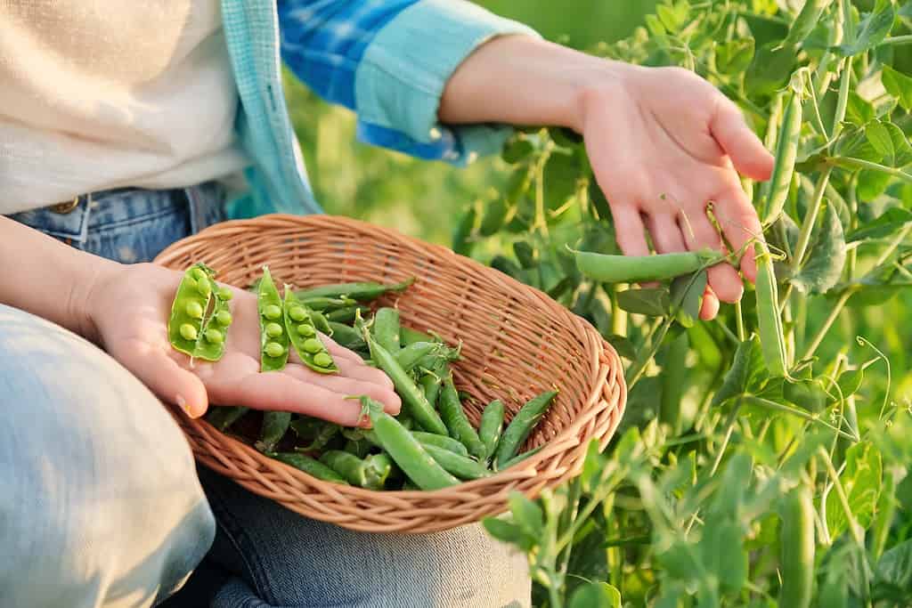 vegetables to plant in august