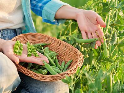 A How to Grow Peas: Your Complete Guide