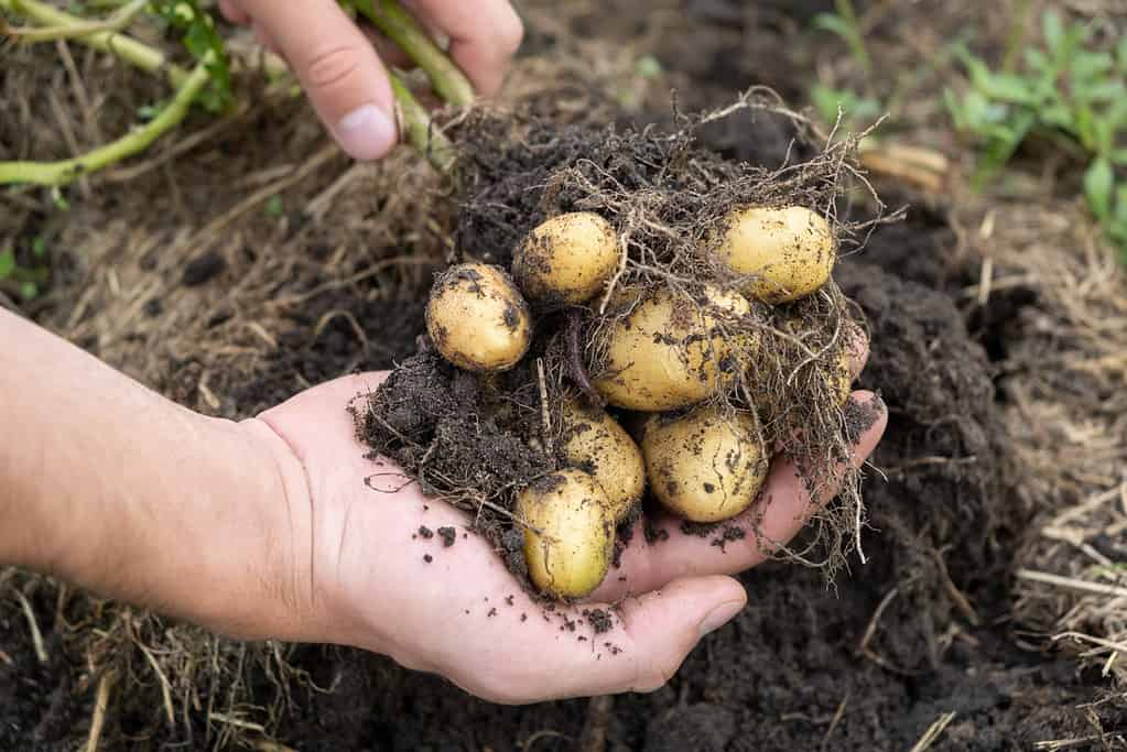 Fresh Baby Potato Crop with earthworm Just Dug Out Of The Ground in farm. man holding dirty potatoes harvest in garden