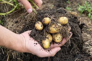 How To Grow Potatoes Indoors: Easy to Follow Steps for a Thriving Harvest Picture