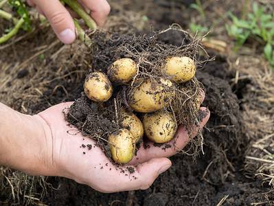 A How to Grow Potatoes: Your Complete Guide