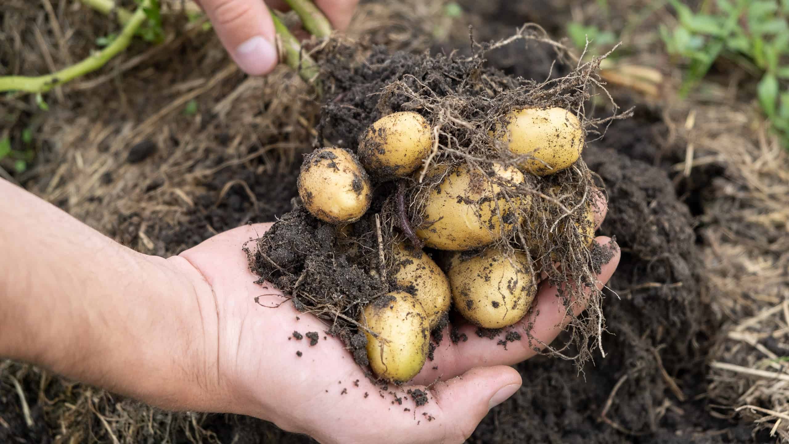 potato garden without dirt