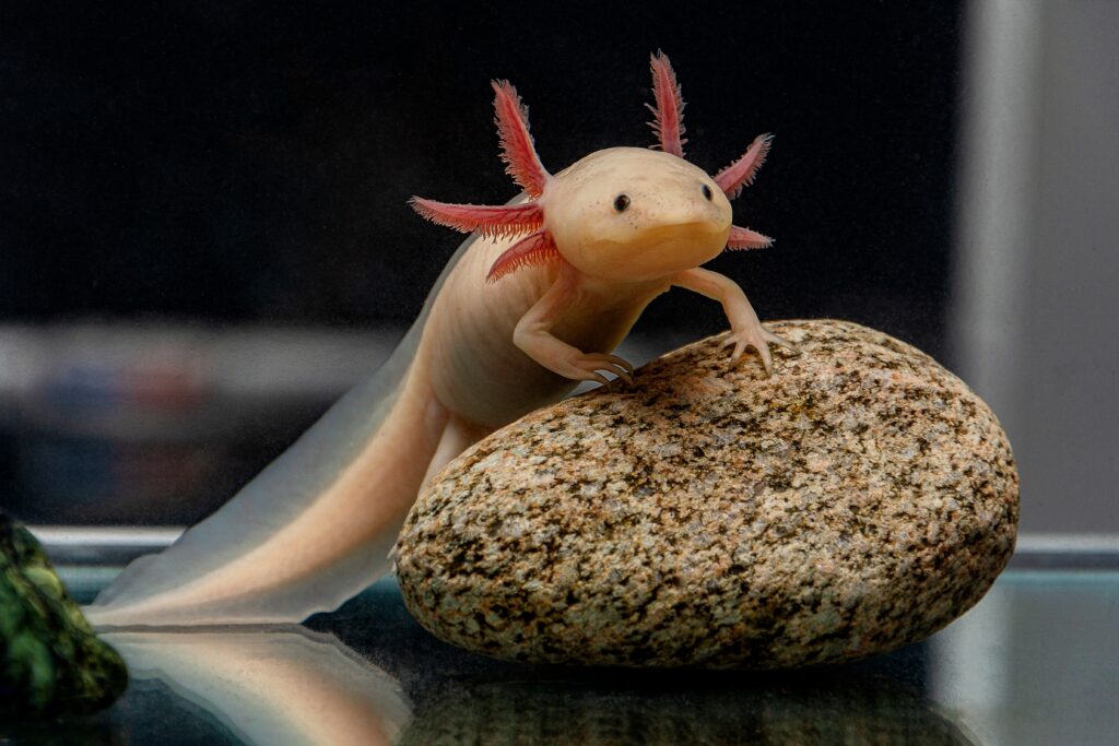 An axolotl is visible facing the camera, looking off to the right. The salamander is pink-to-flesh toned with black eyes and orange  appendages on the back of its neck. 