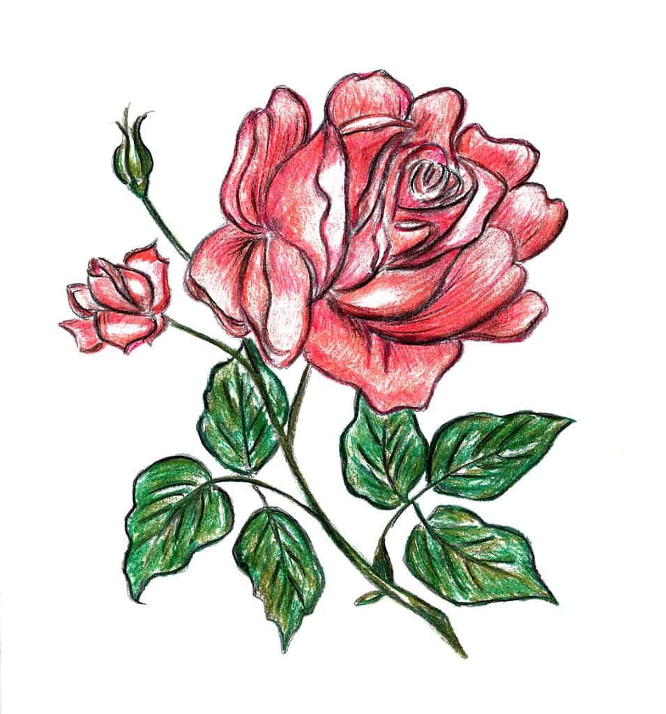 Colored sketch of a red rose on a white background.