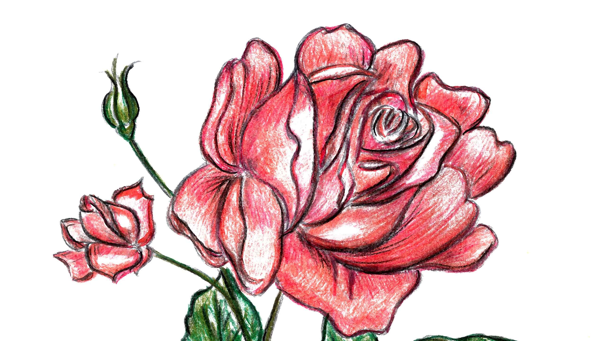 Roses Drawing Simple - Draw Spaces