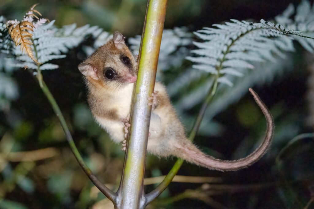 Monito del Monte is looking at you while heading behind a branch