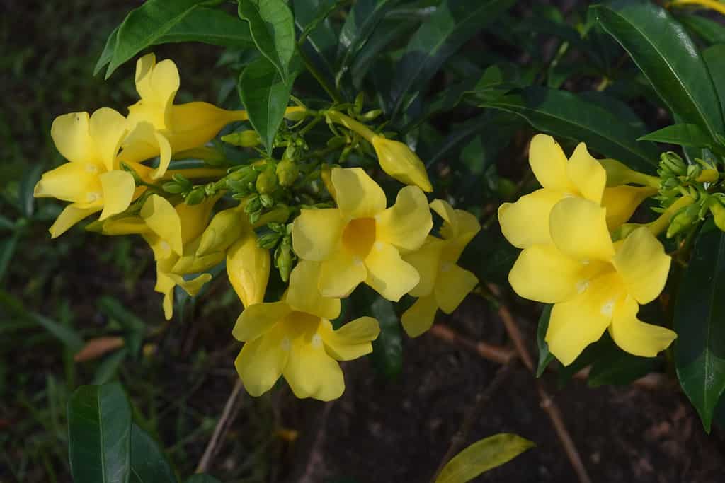caroline jessamine is a yellow flower that grows in the garden. This plant functions as an ornamental plant.