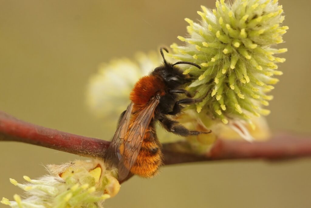 Closeup on a colorful red female Tawny mining bee, Andrena fulva on Goat willow , Salix caprea in the field. The bee is almost vertical in center frame. The bee has a black head and a hairy orange thorax and abdomen. She is sectoring on a white cone shaped flower.