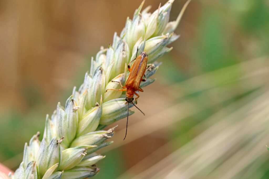 false blister beetle