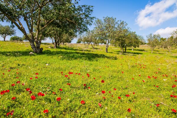 View of colorful Anemone wildflowers, and trees, in Horshat Tal National Park, Hula Valley, Northern Israel