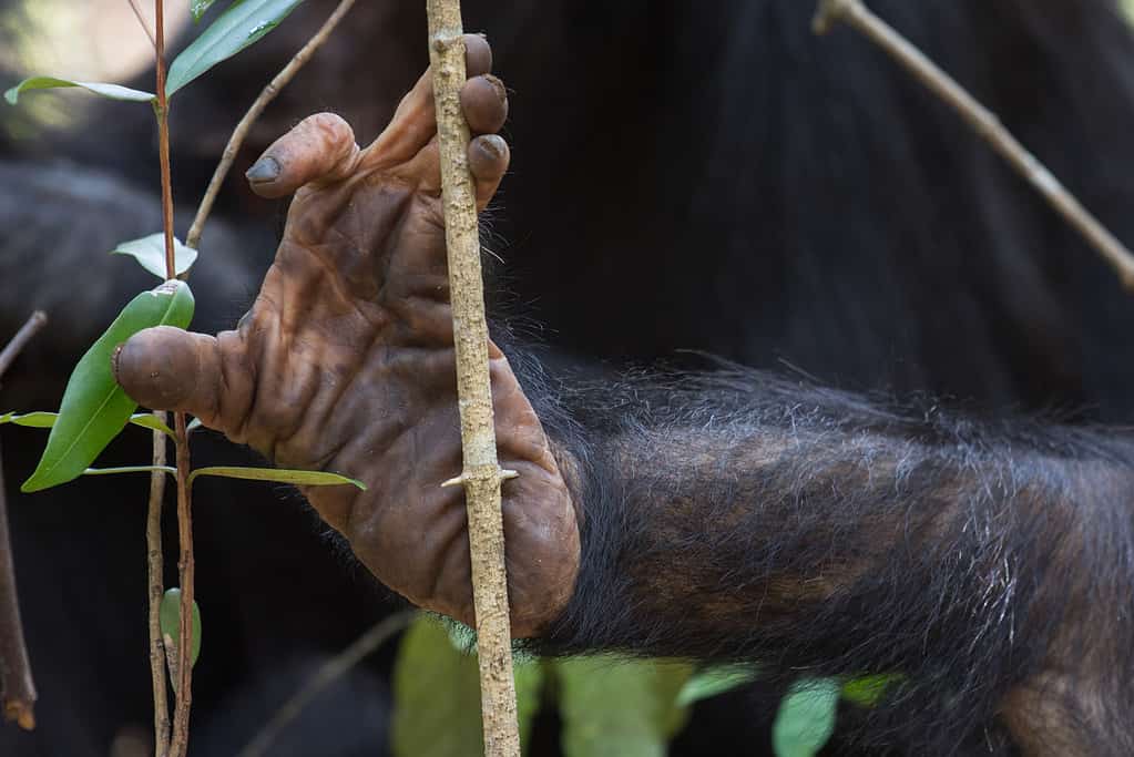 Closeup of a chimpanzee foot grasping a thin bamboo shoot. The chimp is grasping the bamboo shoot with three toes. The sole of its foot is visible and appears (surprise!) dirty. A hairy leg is visible in the lower right frame.
