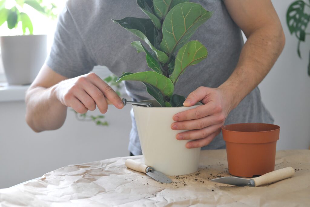 Transplanting home plants. A man potting indoor plant Ficus lyrata or Fiddle leaf fig.