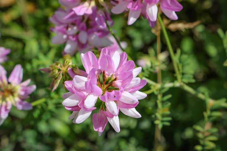 Crown Vetch
