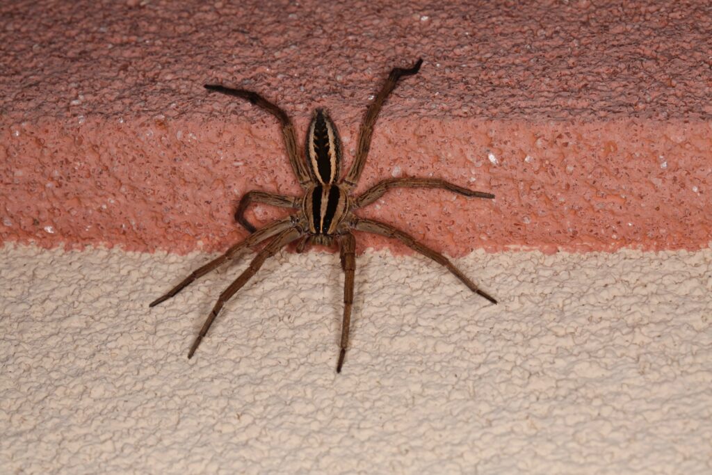 Rabid wolf spider on textured surface. Isolated closeup. Large harmless Texas garden spider. Rabidosa Rabida