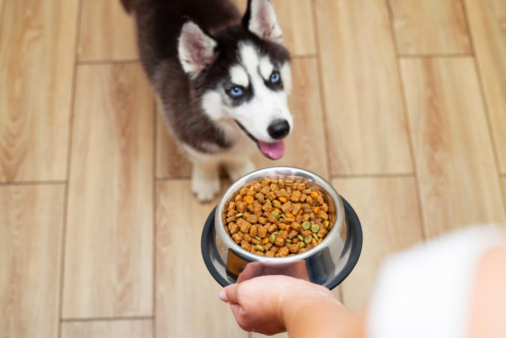 Cute husky puppy waiting to eat food from a bowl at home. The owner feeds his cute dog at home. Pets are indoors.