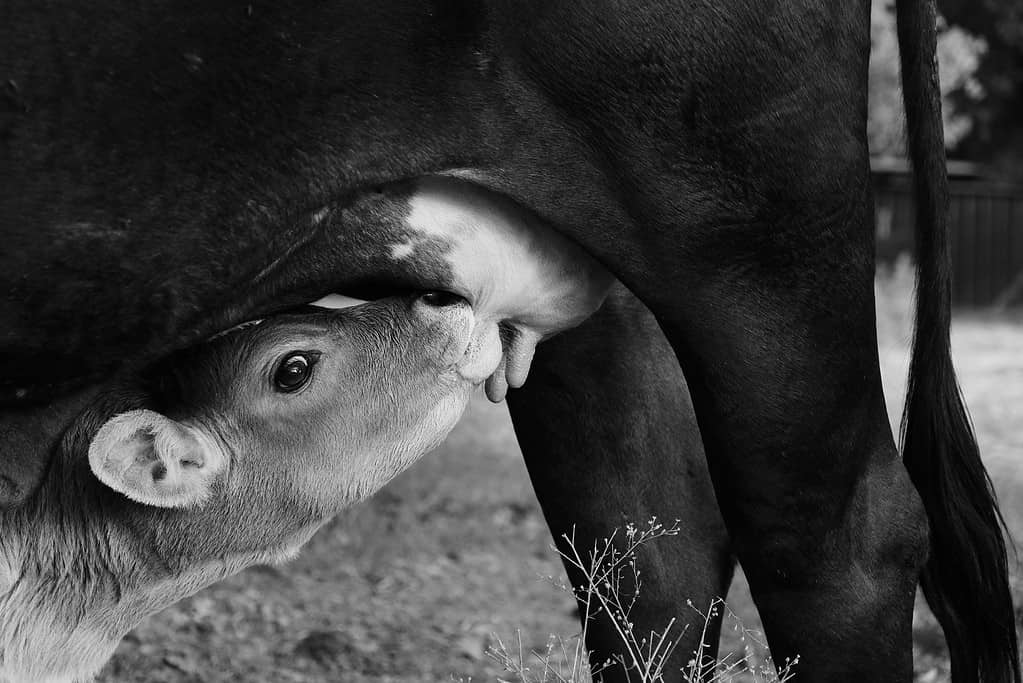 Beef calf nursing cow on farm close up, livestock animal nutrition concept.