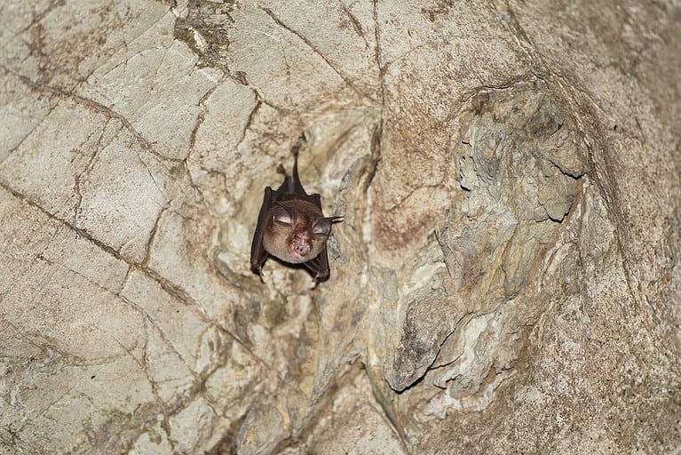 Kitti's Hog-Nosed Bat