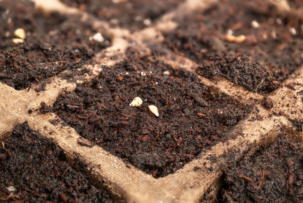 Cheery tomato seeds in plant starter pot tray with soil, close up. Dwarf bush tomato seeds "red robin" for small container garden. Early spring planting in greenhouse or window sill. Selective focus.