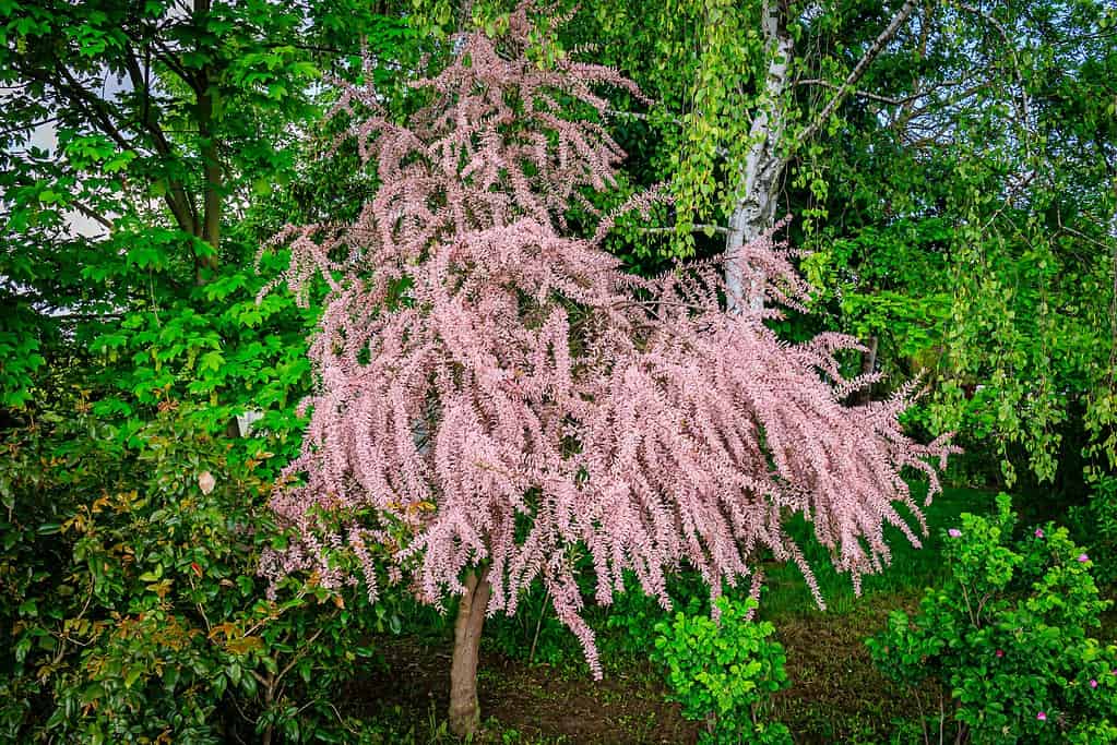 Tamarix plant