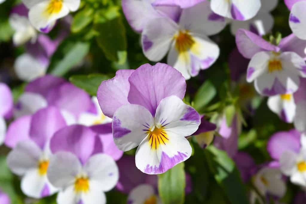 horned violets