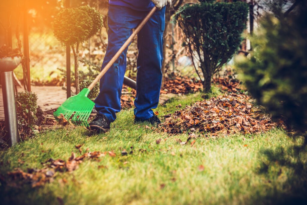 Raking leaves. The man is raking leaves with a rake. The concept of preparing the garden for winter, spring. Taking care of the garden.
